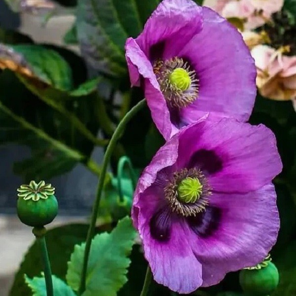 5,000 - 20,000 Stratified Hungarian Magyar P Somniferum Poppy Seeds For Planting 5,000 - 20,000 Stratified Hungarian Magyar P Somniferum Poppy Seeds For Planting