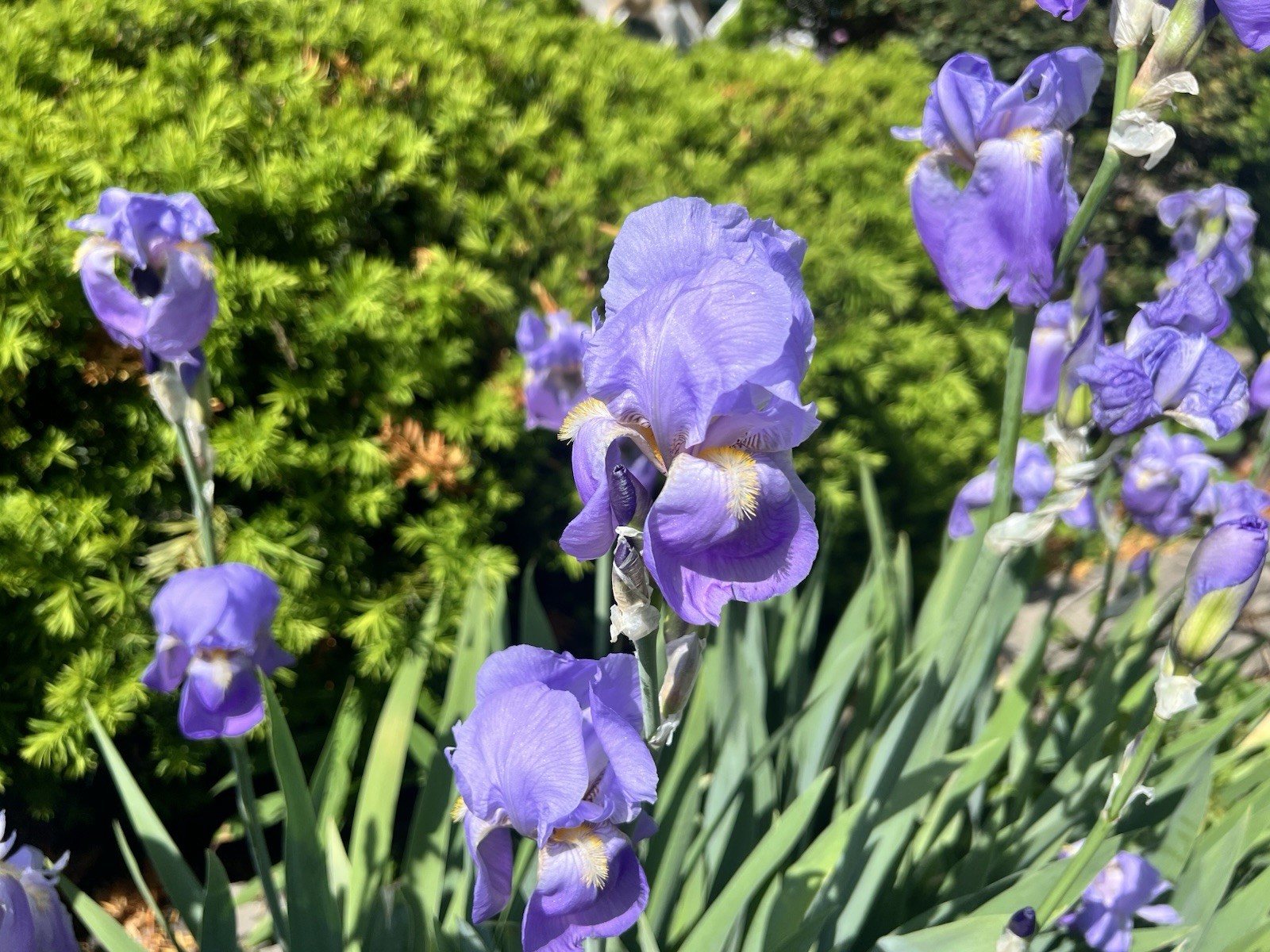 10 Purple Bearded Iris Rhizomes , Freshly Dug 10 Purple Bearded Iris Rhizomes , Freshly Dug