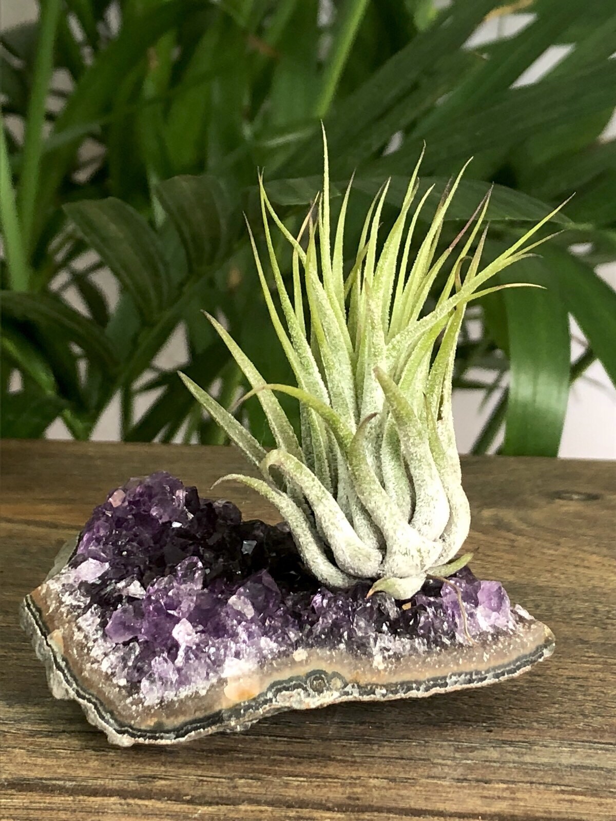  Amethyst Air Plant Geode Tillandsia Crystal Quartz Cluster Specimen Table Decor