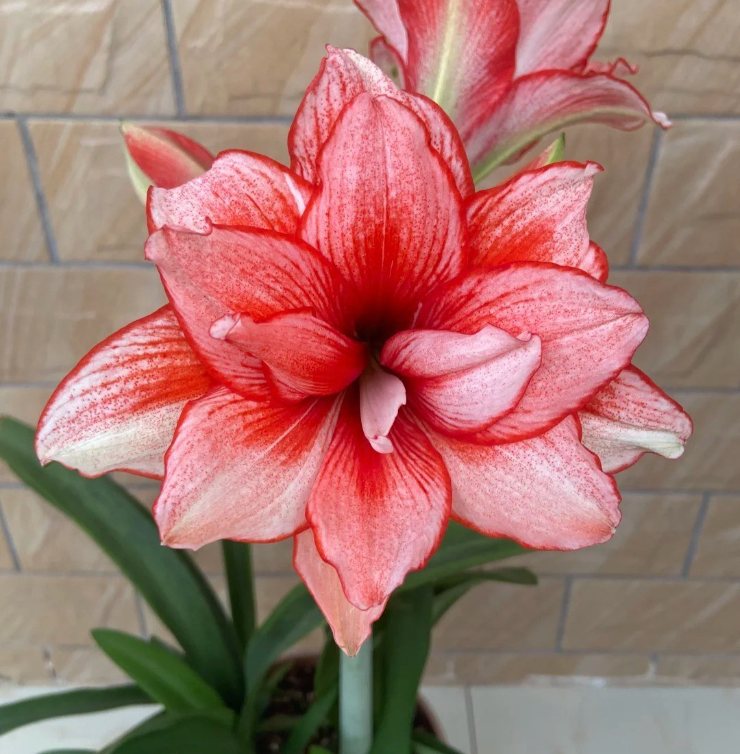 Red Ghost Amaryllis Bulb | Beautiful Red & White Striped Flower