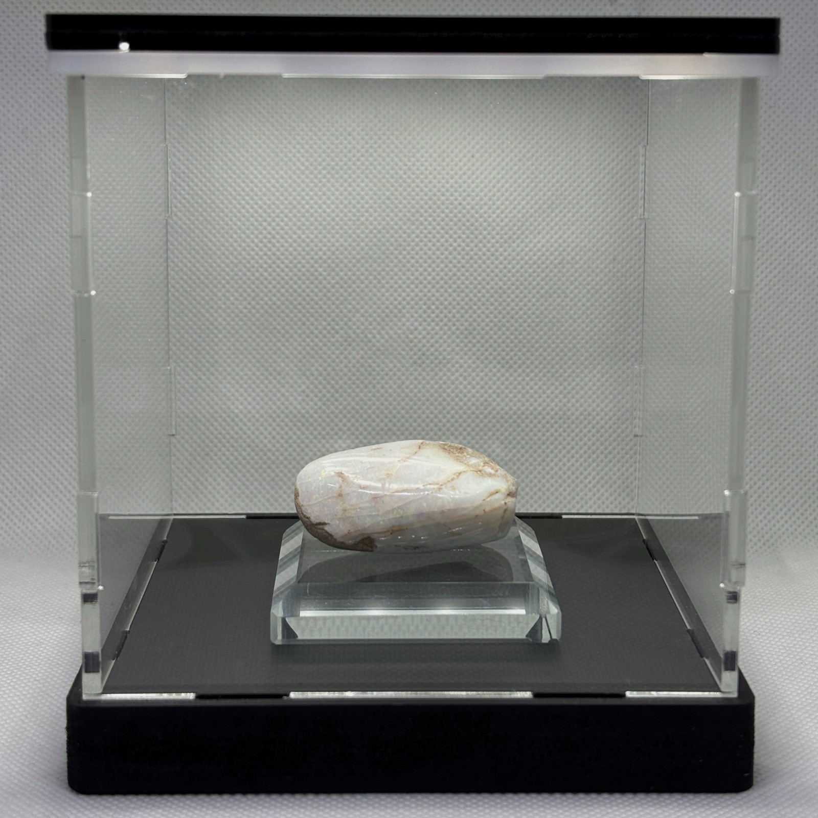 Australian Coober Pedy Opalized Mussel Fossil Light Box Collectible