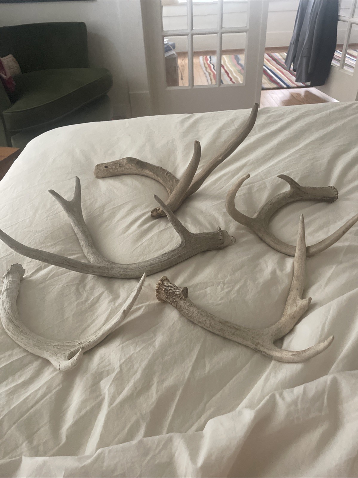 Five real deer antler rustic antler natural rustic home. Sold Individually