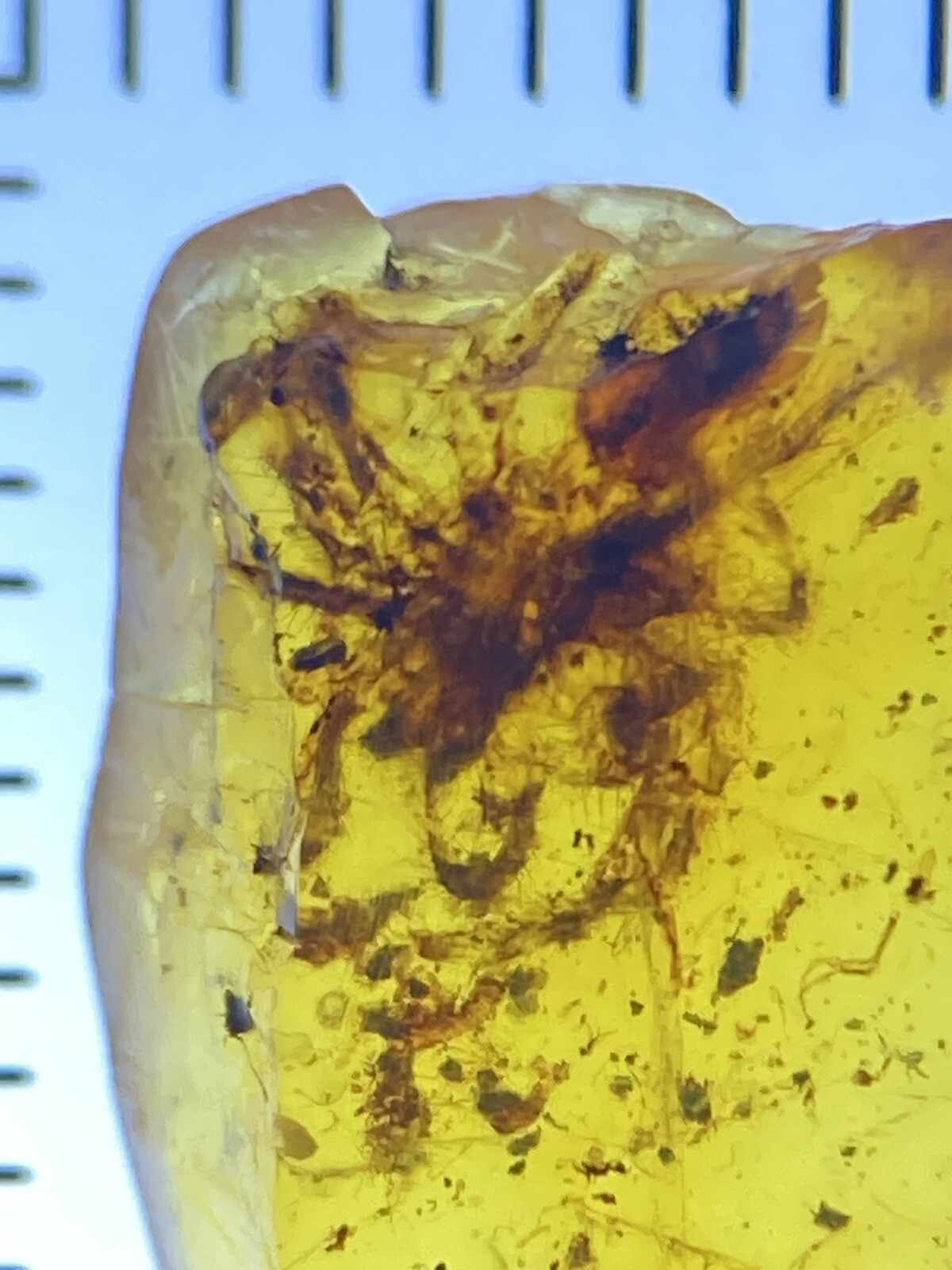 Large Hairy Detailed Spider, Fossil In Genuine Burmite Amber, 98MYO