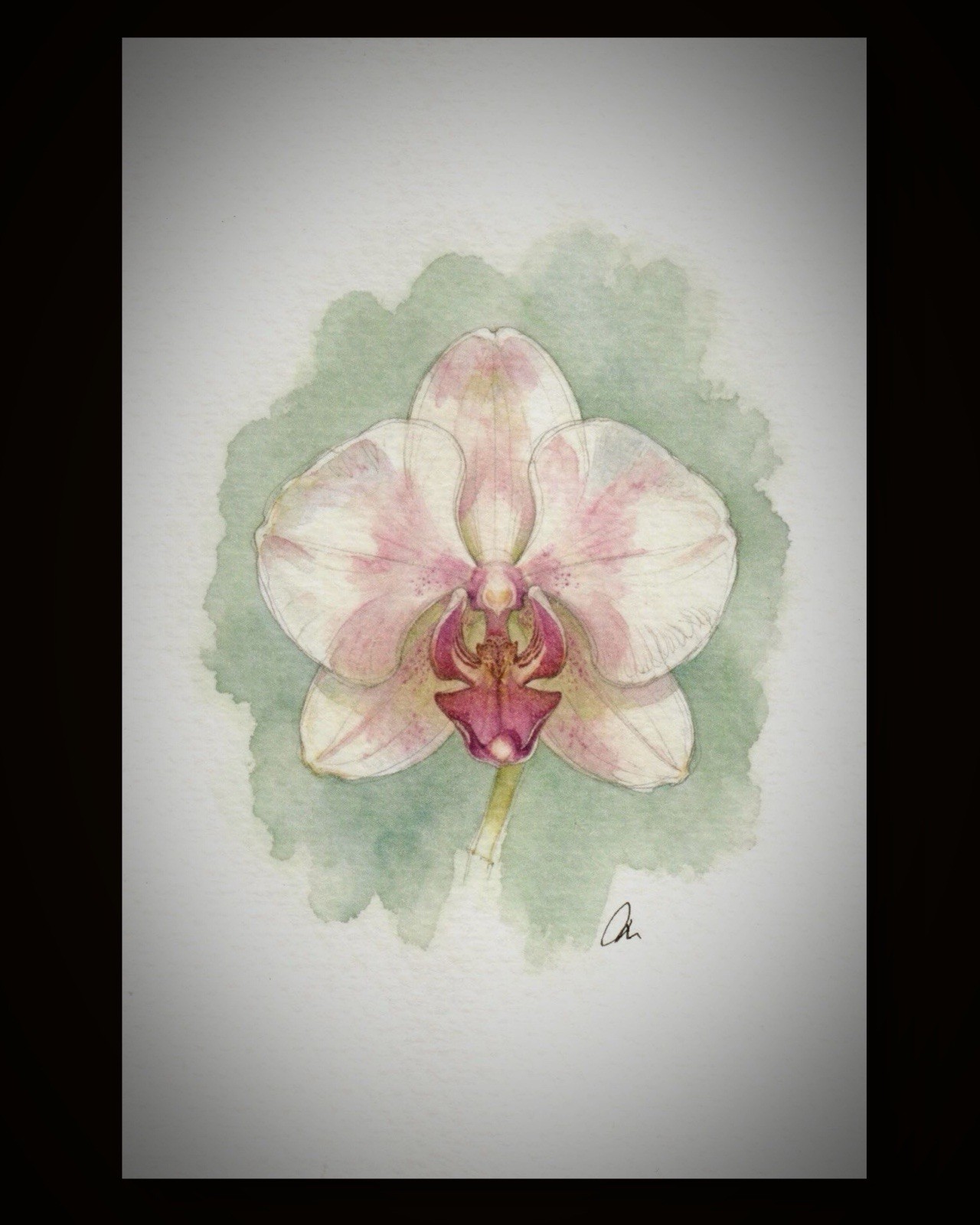 Blush Orchid – Original Watercolor Flower Painting – The Garden Portraits – 4x6