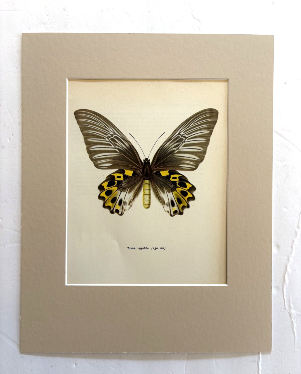 Vintage 1965 Butterfly Print in 11x14 Mat: Troides Hypolitus (Cramer), EUC Vintage 1965 Butterfly Print in 11x14 Mat: Troides Hypolitus (Cramer), EUC