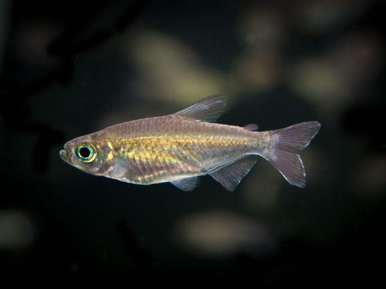 Congo Tetra (Phenacogrammus interruptus) - Tank-Bred
