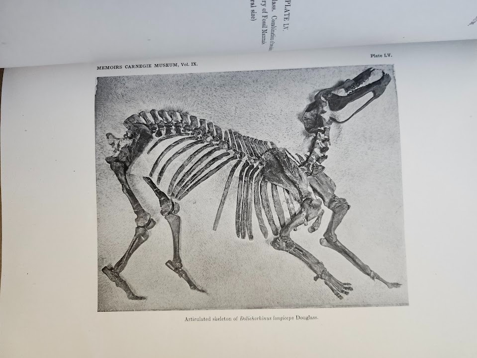 Memoirs Carnegie Museum : Osteology Dolichorhinus Longiceps Fossil Peterson 1924