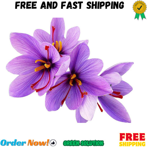 50 Saffron Crocus Sativus Corms Bulbs -Large 9 Cm Corms - Instructions Will b...