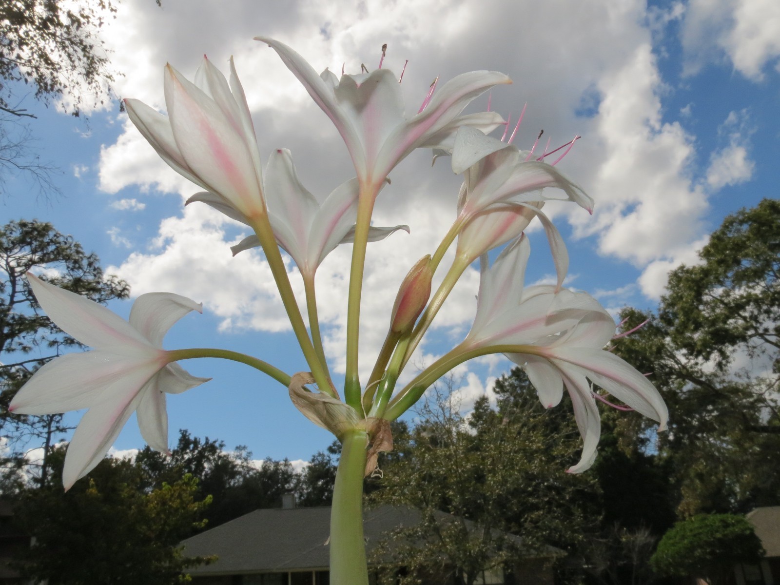 Crinum Lily, John\'s Bid, large, blooming-size bulb, NEW, super rare