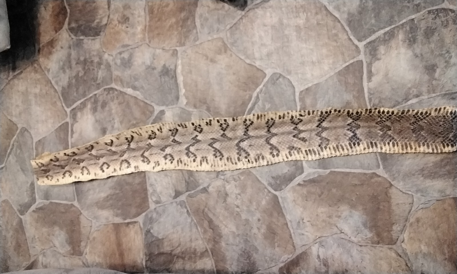 Rattlesnake Skin Canebreak Rattlesnake Vegetable Tanned #CBD1    53\