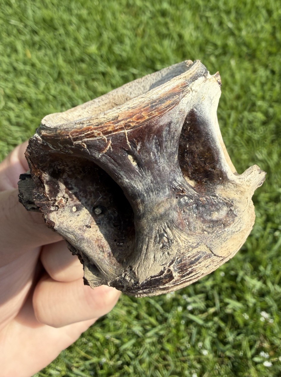 XL Fossil Fish Vertebrae from Summerville SC XL Fossil Fish Vertebrae from Summerville SC