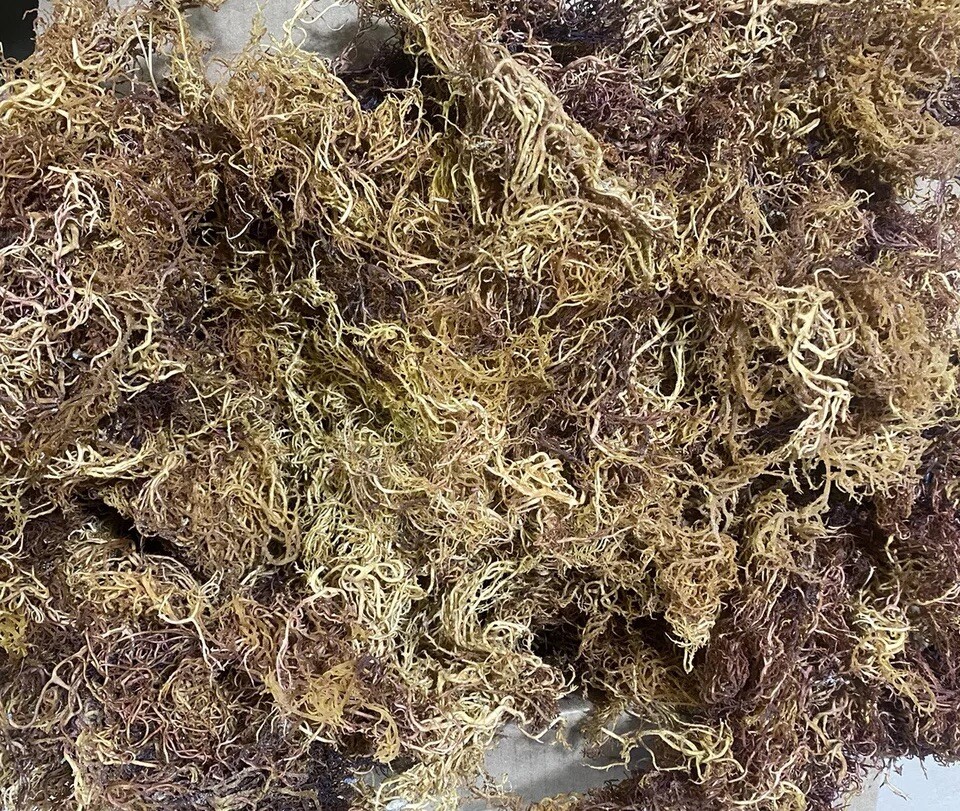 Sea Moss FRESH BATCH Organic Full Spectrum Wild Crafted Superfood 8oz SUN DRIED