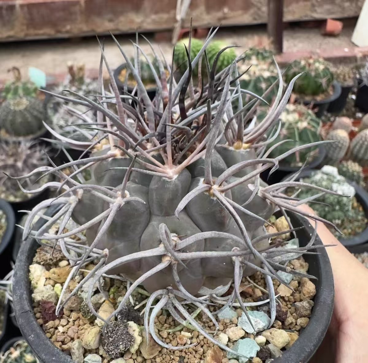 6.8cm RareSucculent Plant Euphorbia symmetrica OwnRoot WYSIWYG Boutique Garden