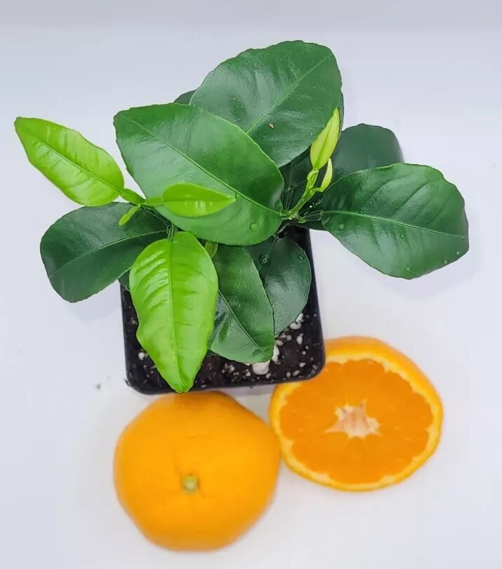 Pot Of 2 Honey Tangerine seedlings, 3-5 inches tall Pot Of 2 Honey Tangerine seedlings, 3-5 inches tall