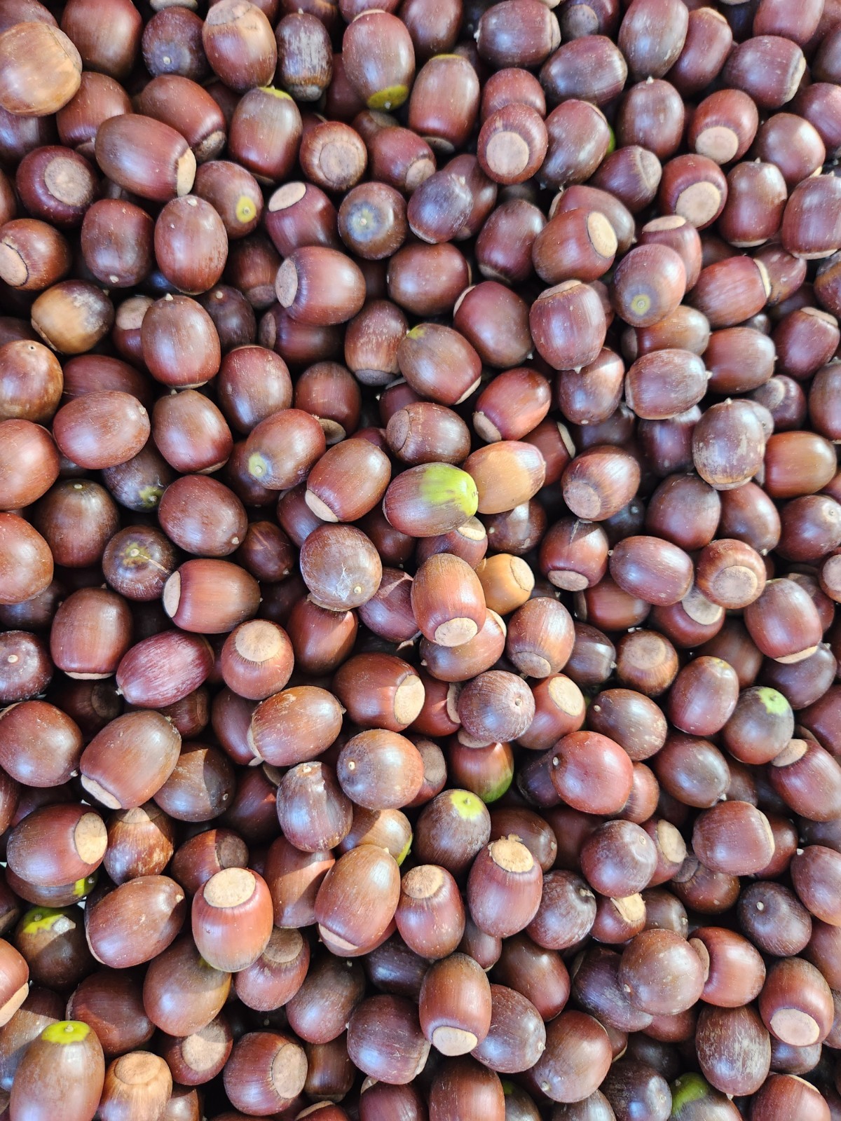 22 lbs of 2026 Fresh Sawtooth Oak Acorns for Deer, and other Wildlife