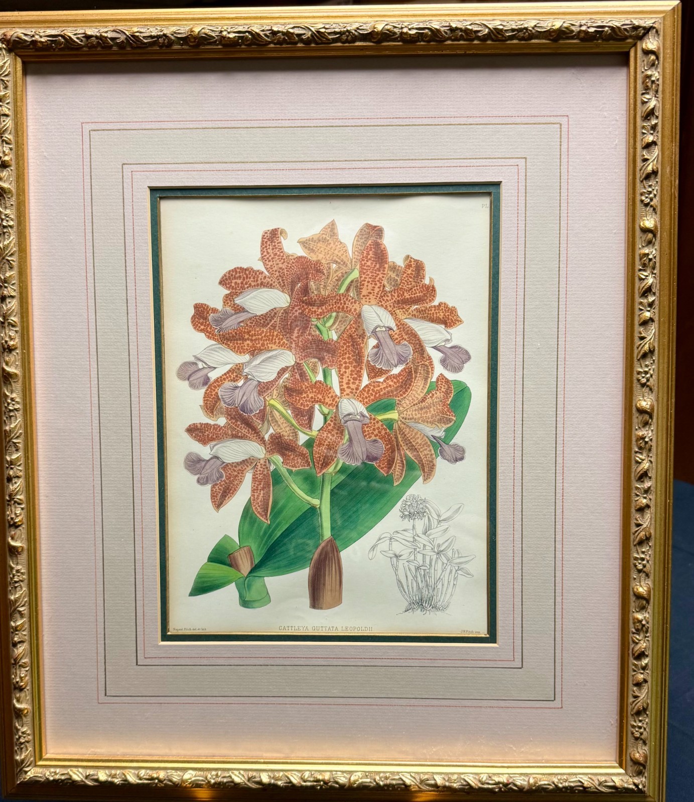 John Nugent Fitch Cattleya Guttata Leopoldii Orchid Lithograph Gold Framed Print