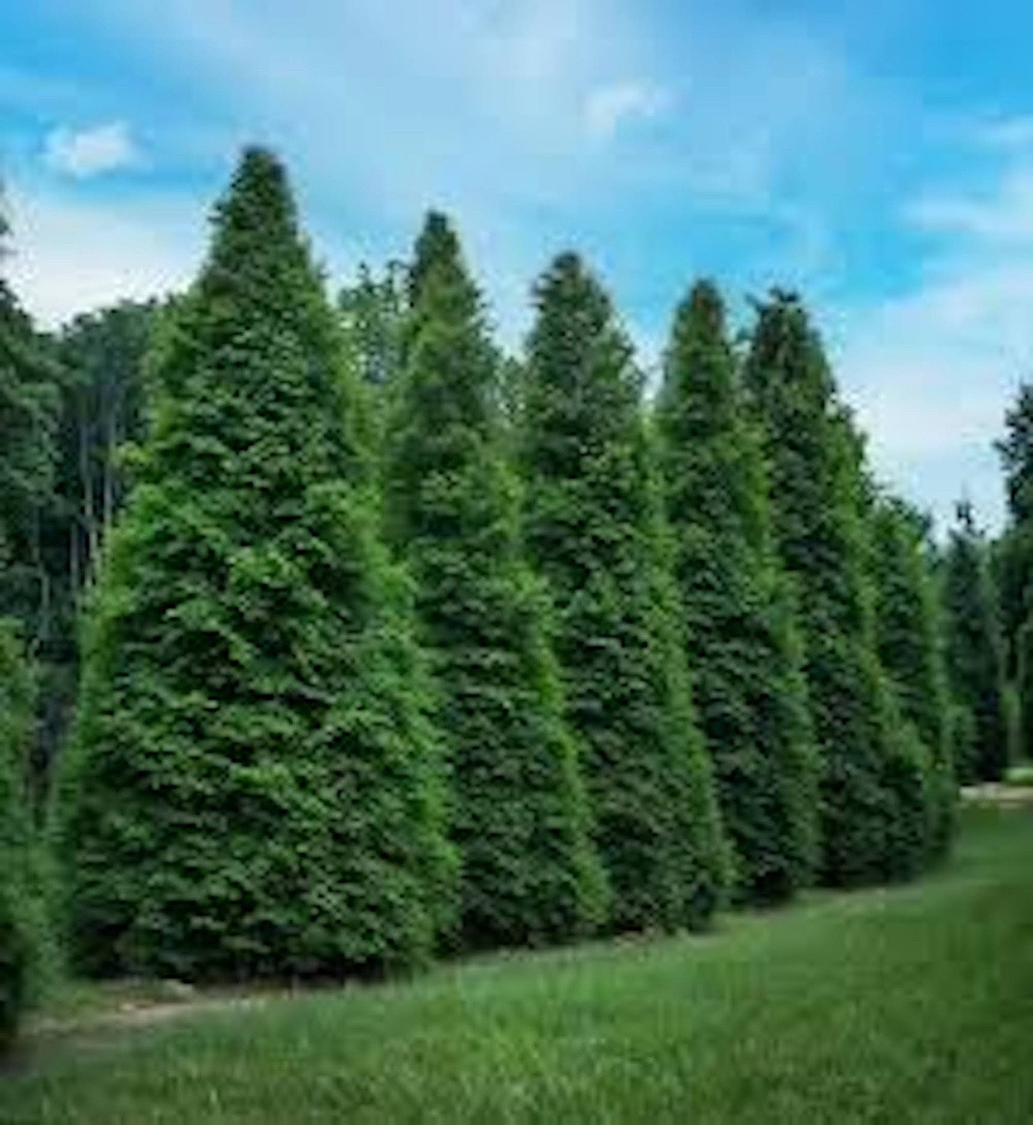 10 Green Giant Tree  Arbovitae Thuja Plicata Evergreen Tree Starter