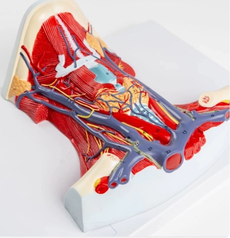 1:1 Anterior cervical muscle, neck muscle nerve, medical anatomical model