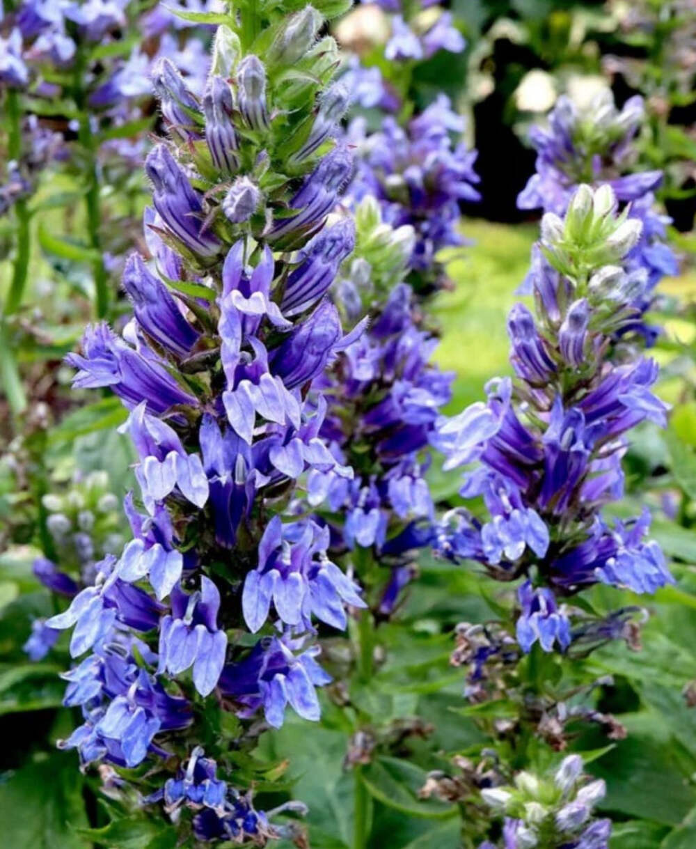 Lobelia, Great Blue - 3\