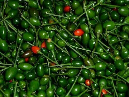 TEXAS Pequin Pepper Seeds.Semillas de Chile Piquin 15+.( Wild  HOT) Birds eye)