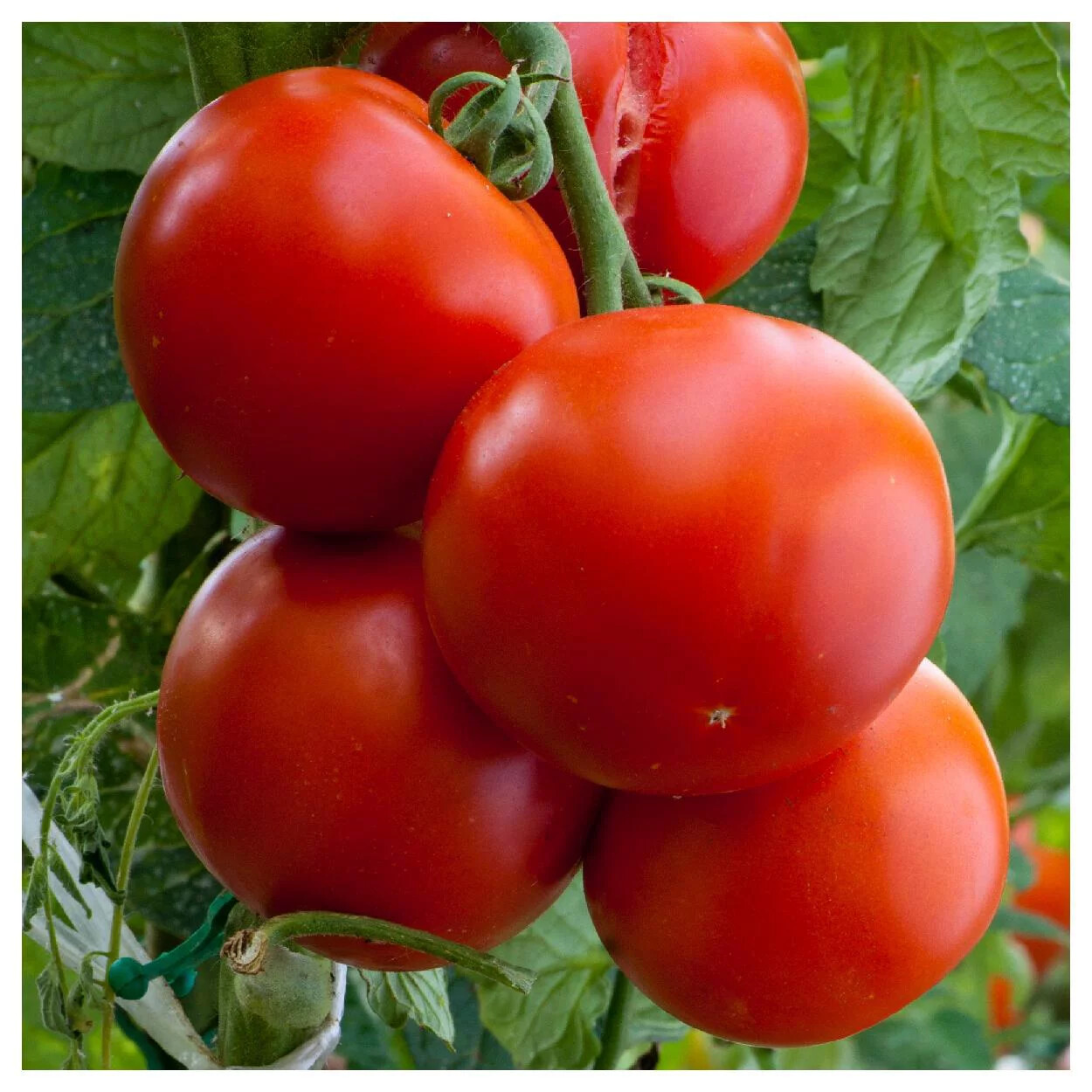 Floridade Tomato Seeds, NON-GMO, Heirloom, Determinate, Hot/Humid, 