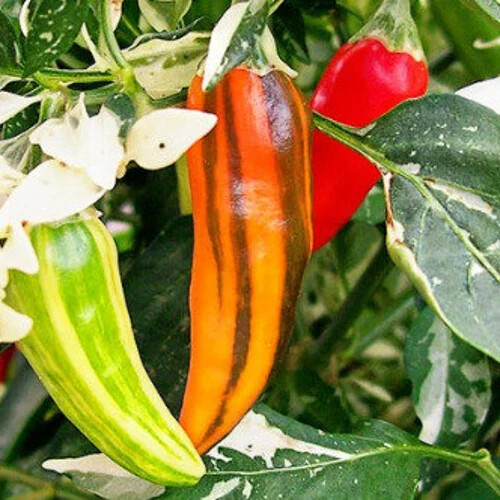 Fish Pepper Seeds (Medium-Hot) | Heirloom / Non-GMO |  | 1286