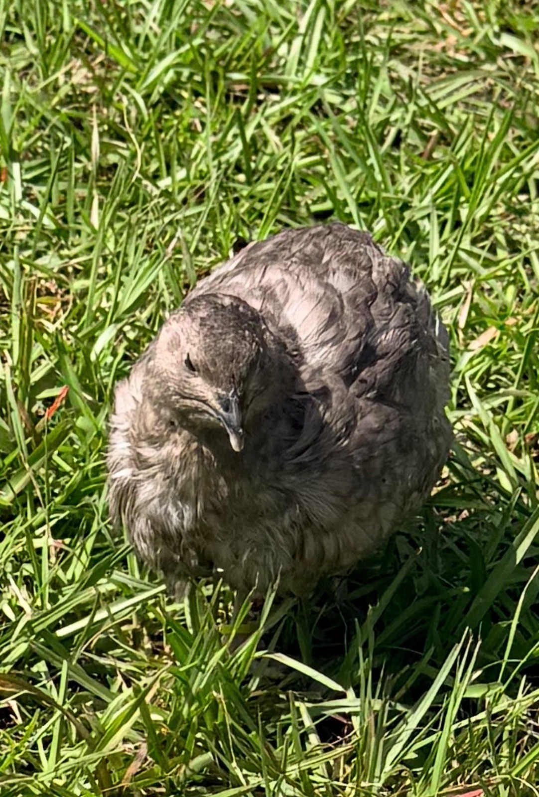 15+ RARE Dark and Stormy Coturnix Quail Hatching Eggs NPIP AI Free 15+ RARE Dark and Stormy Coturnix Quail Hatching Eggs NPIP AI Free