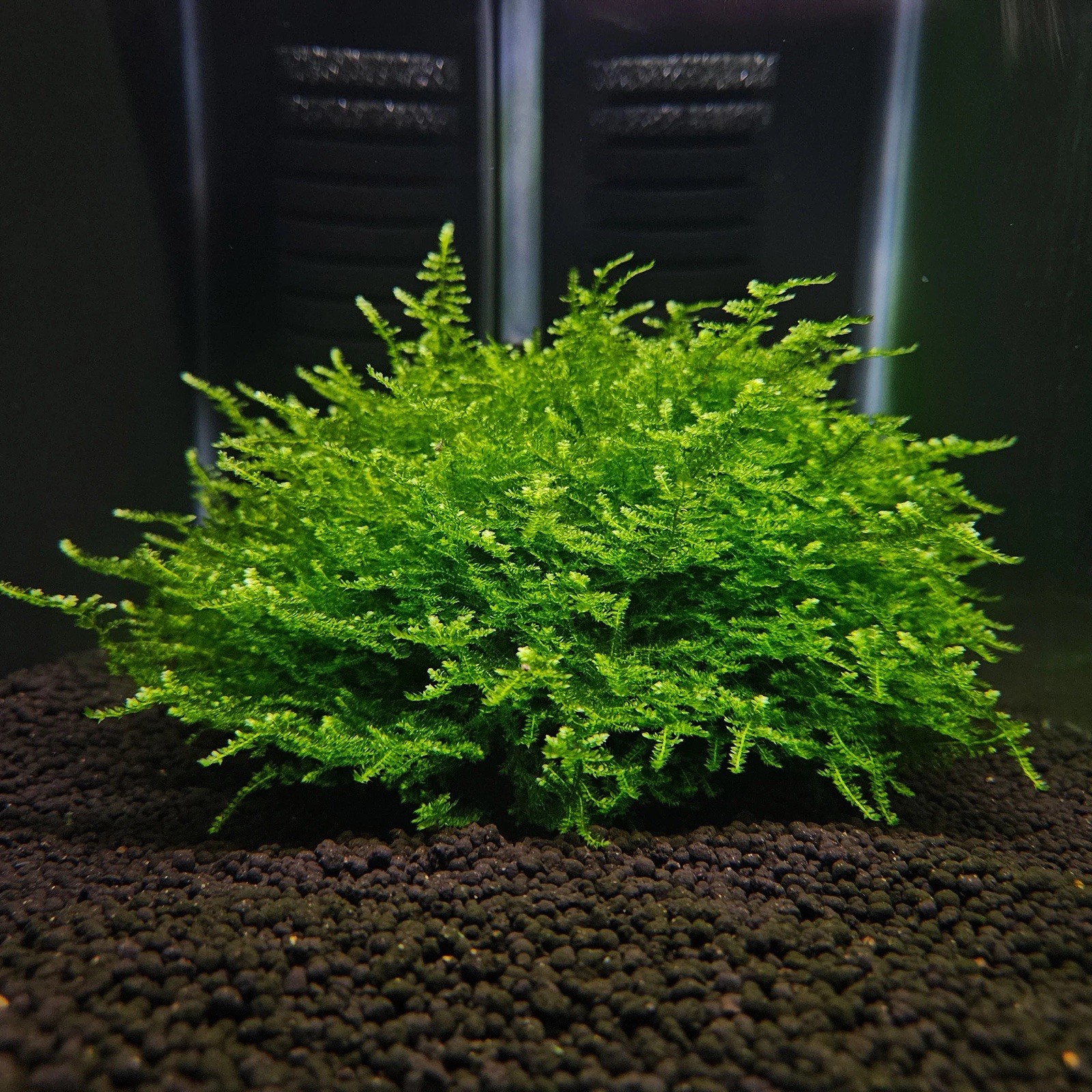 2x2Inch Portion Of Taiwan Moss  Live Aquarium Plants Rare