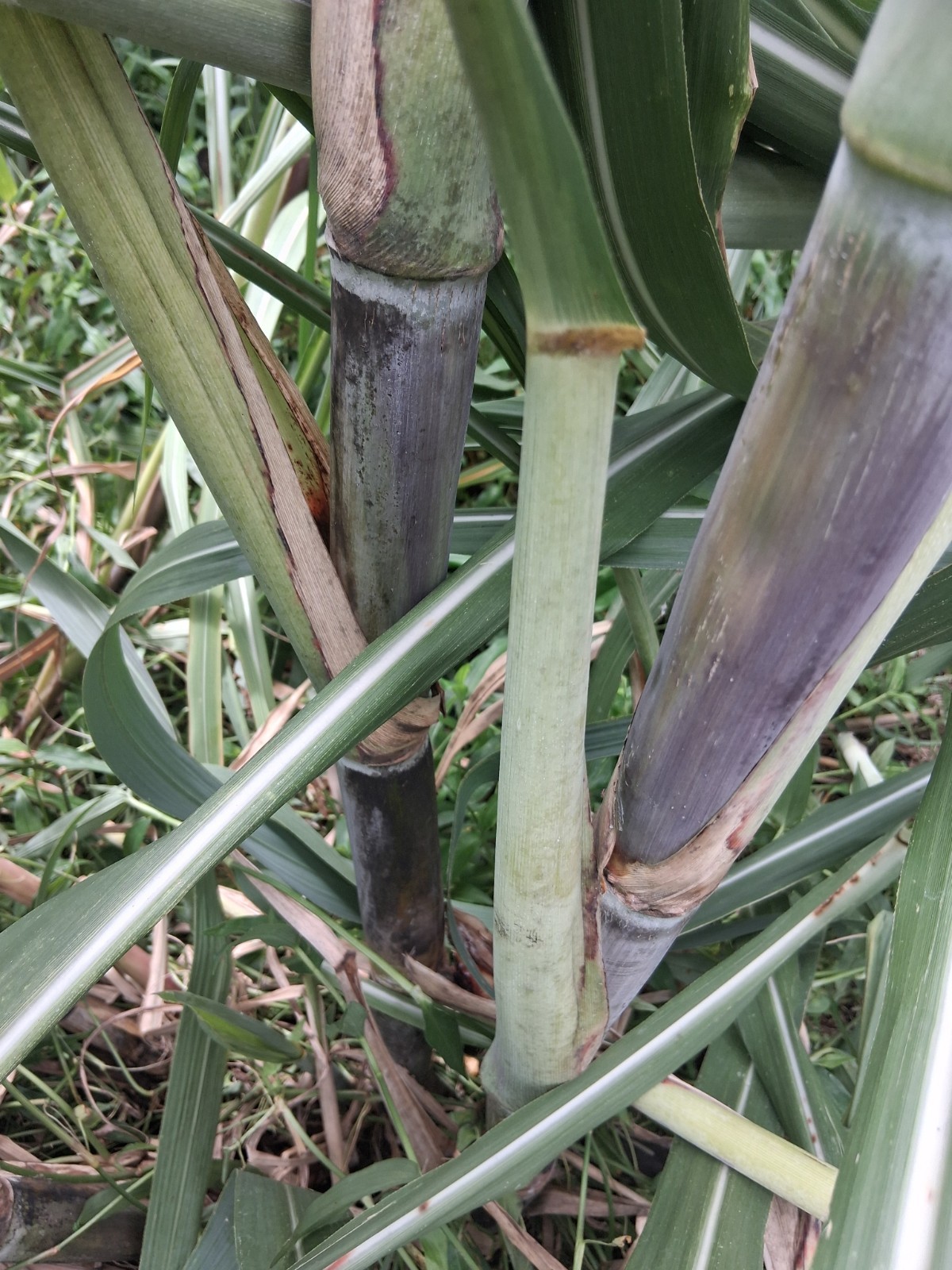 *LOUISIANA HEIRLOOM PURPLE SUGARCANE SYRUP 3 CUTTINGS FRESH * *LOUISIANA HEIRLOOM PURPLE SUGARCANE SYRUP 3 CUTTINGS FRESH *