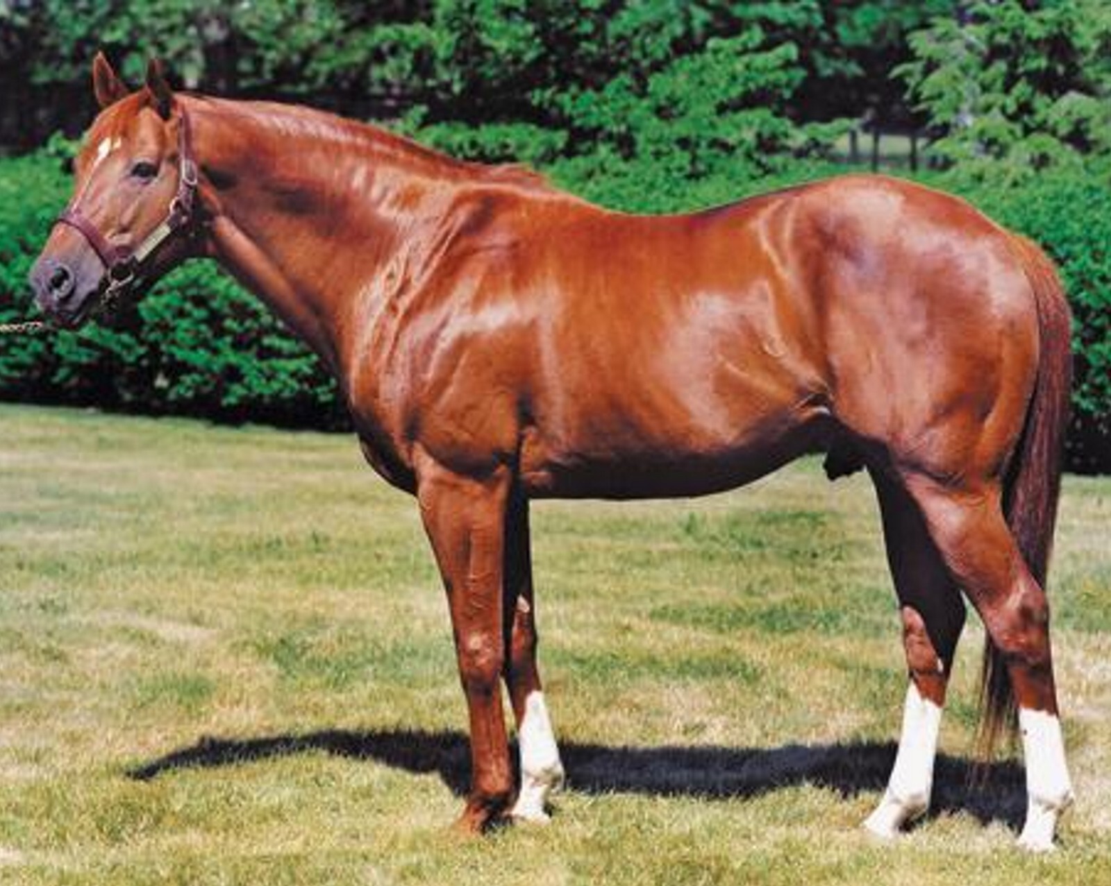 SECRETARIAT 8 X 10 PHOTO ~ Color TRIPLE CROWN WINNER ~ Conformation PHOTO
