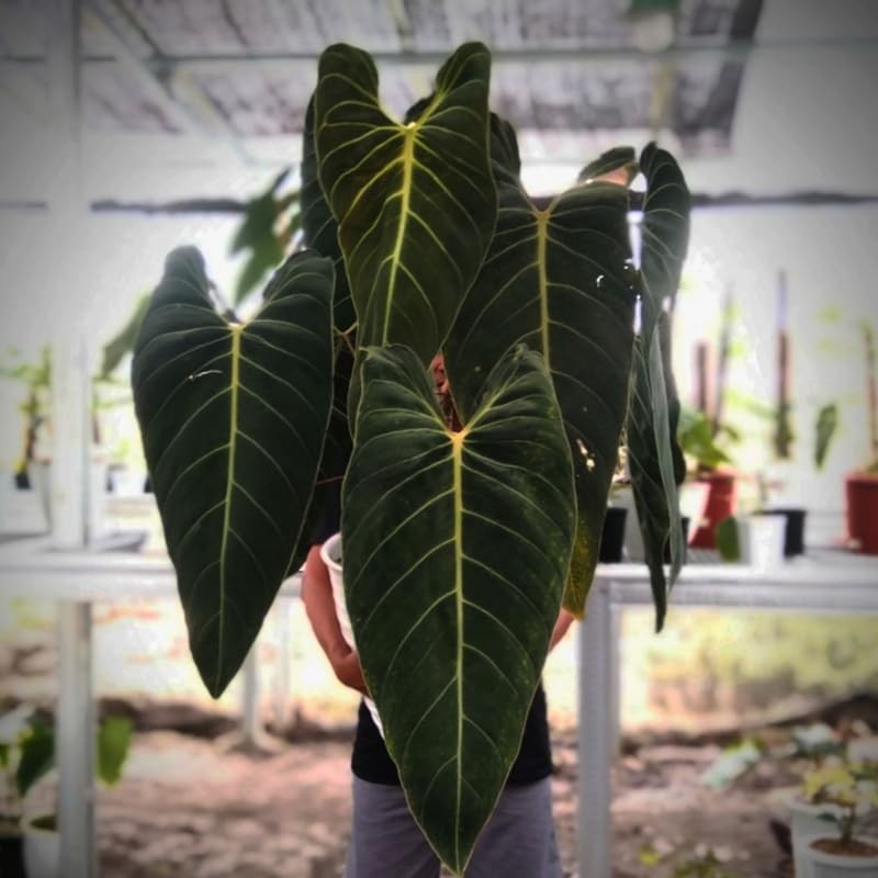 Philodendron Live Plant, Rare Tropical Houseplant, 5-9 Inch Tall