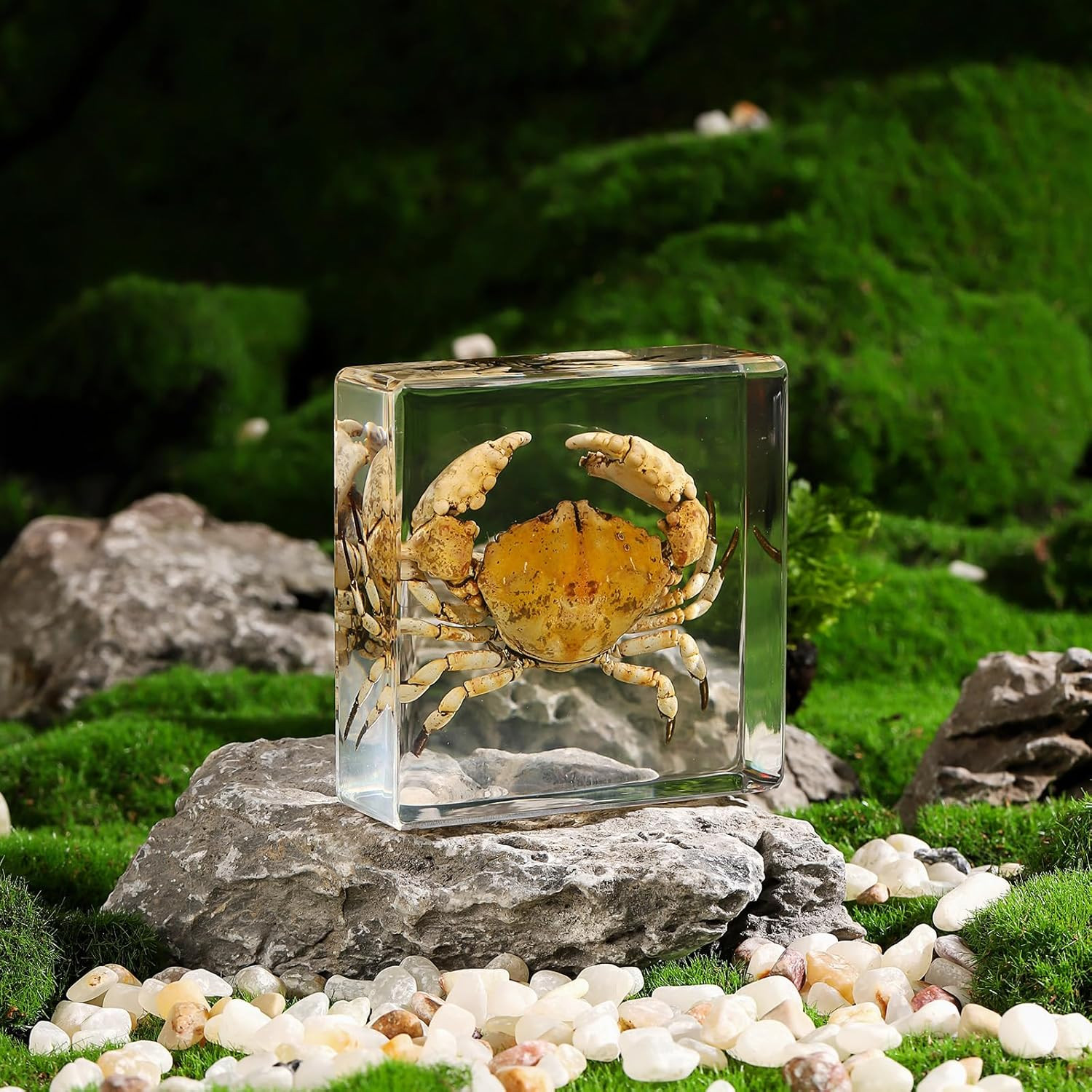 Real Crab Specimen in Resin Taxidermy Display for Collectors 3x3x1 inch