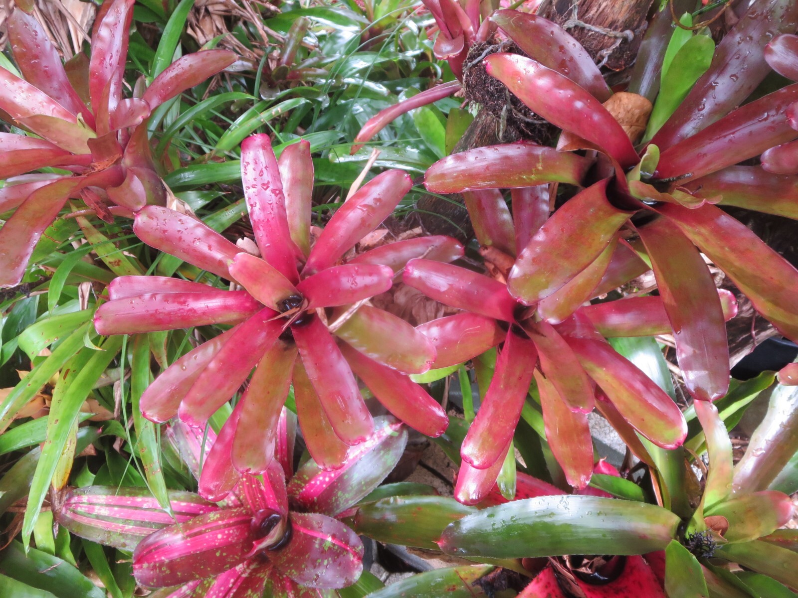 Neoregelia Bromeliad Fireball Live Plant 5 Pups