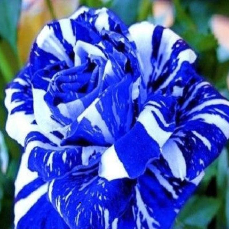Blue Dragon #36 Rose Seeds 50 or 100 Seeds~Rare-USA Seller