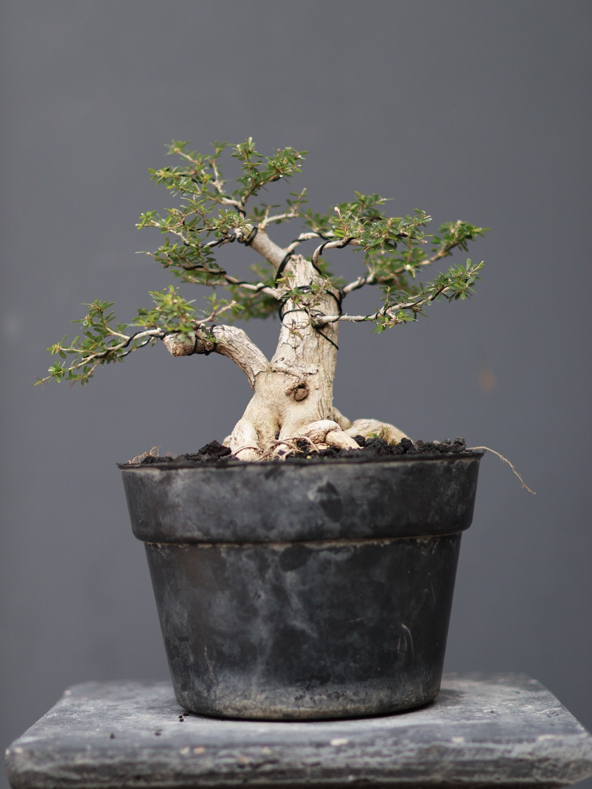 Real Pict Desmodium Blue Bell Bonsai Tree Small Size
