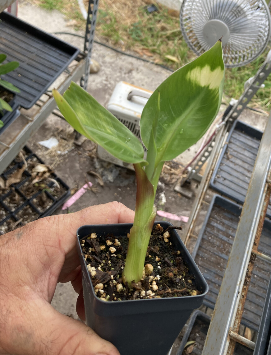 Dwarf Green Banana -  Cavendish Type - Live Plant - Musa Dwarf Green