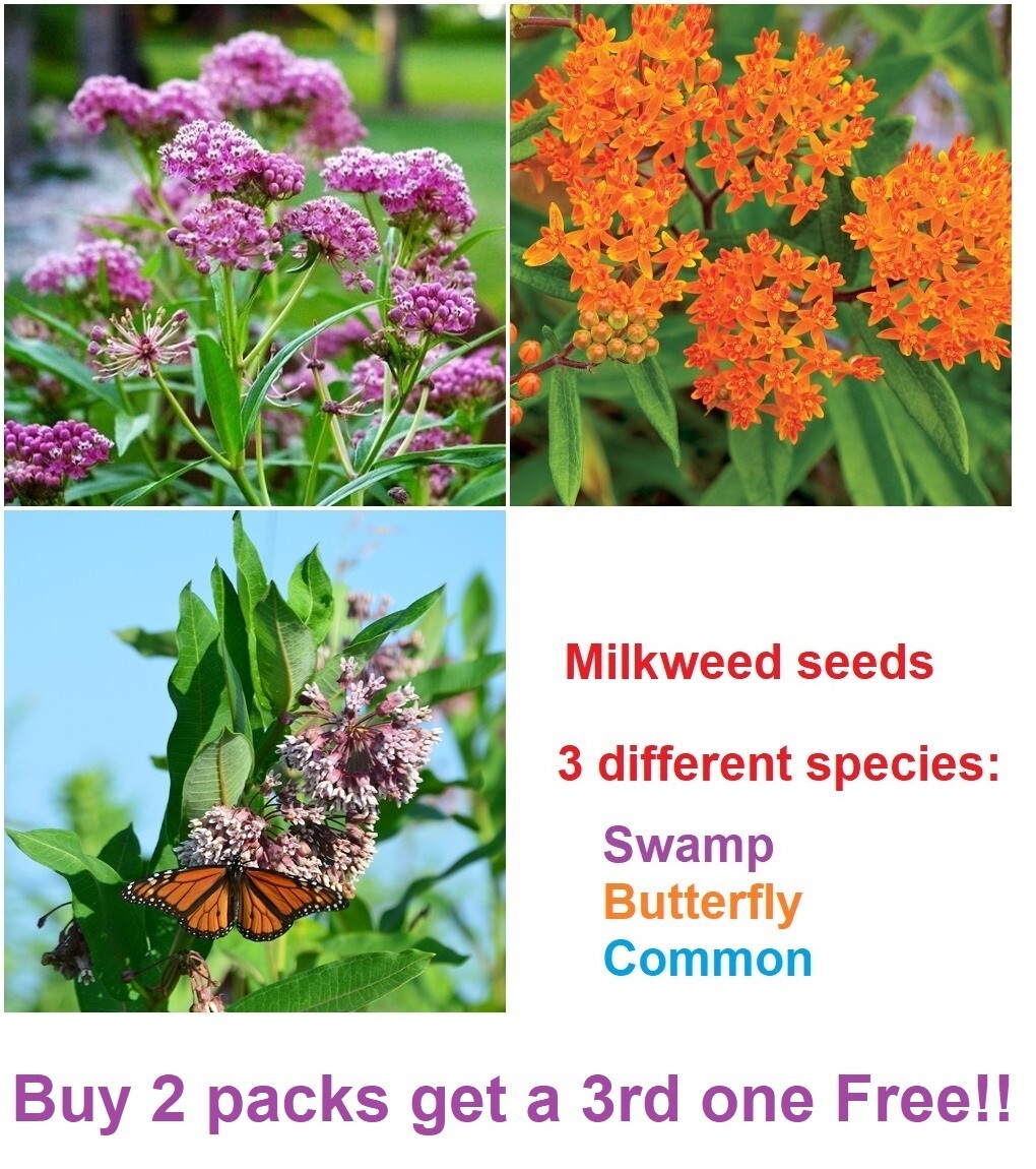 Swamp, Butterfly and Common Milkweed seeds  - 50 seeds of each - 150 seeds total