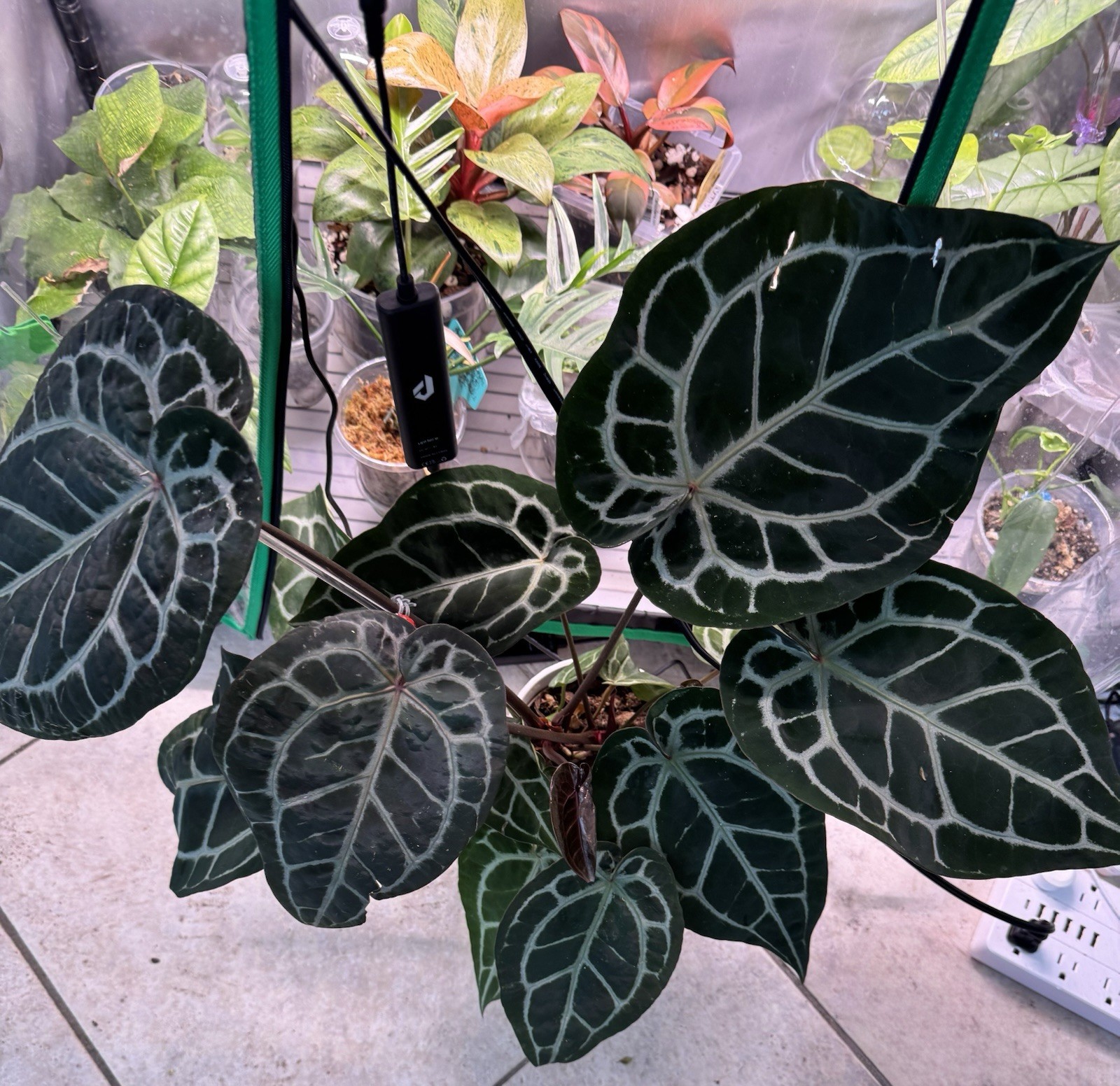 Massive Show-stopping Anthurium Docblock Michelle — RARE