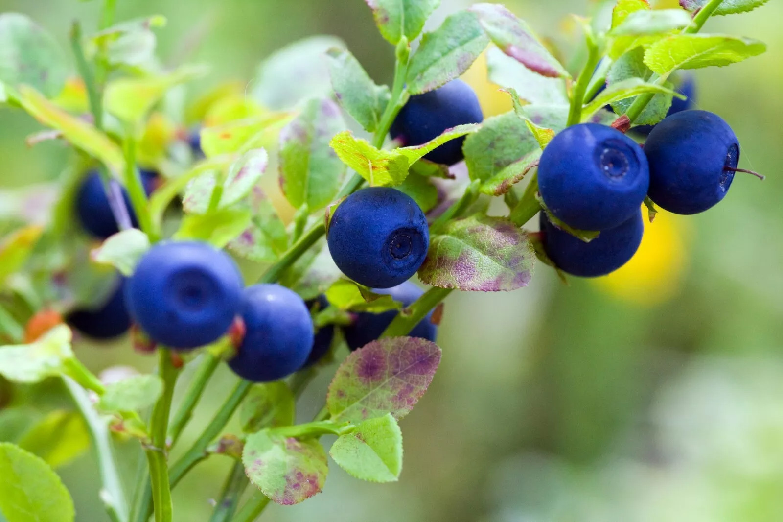 BILBERRY DWARF SHRUB {Vaccinium myrtillus} 20+seeds USA