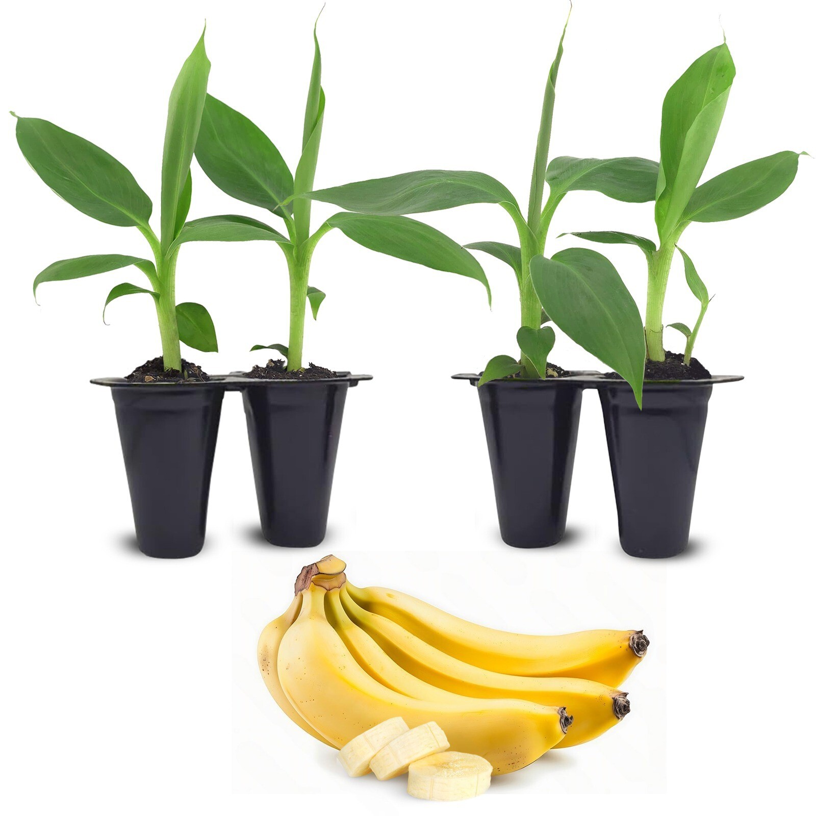 Banana Tree Banana Tree