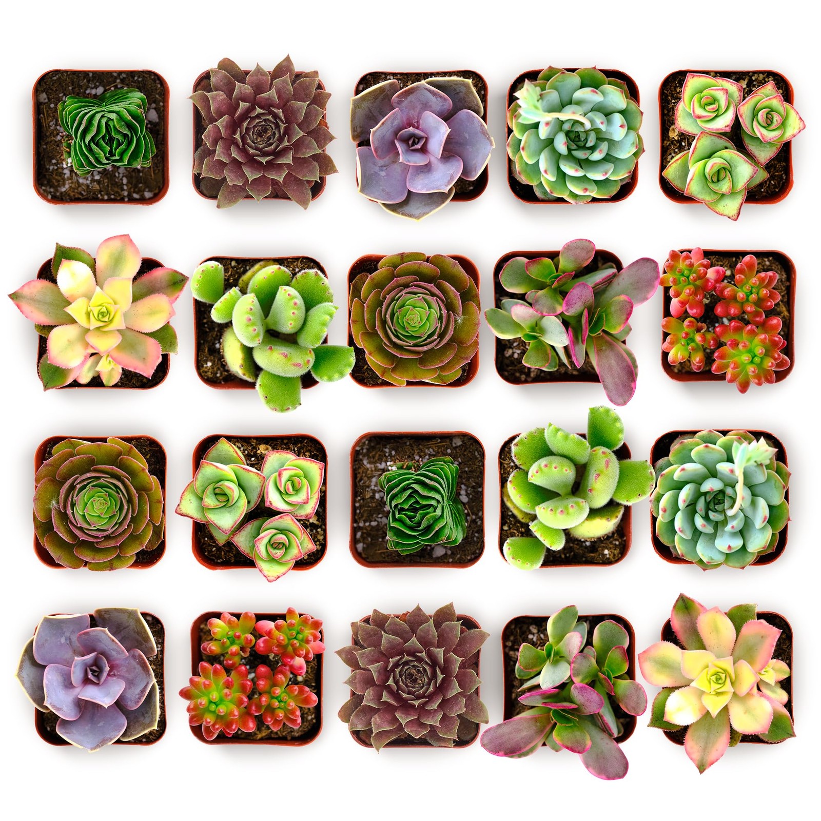 Shop Succulents Colorful Succulent Plant Pack of 20, Collection Shop Succulents Colorful Succulent Plant Pack of 20, Collection