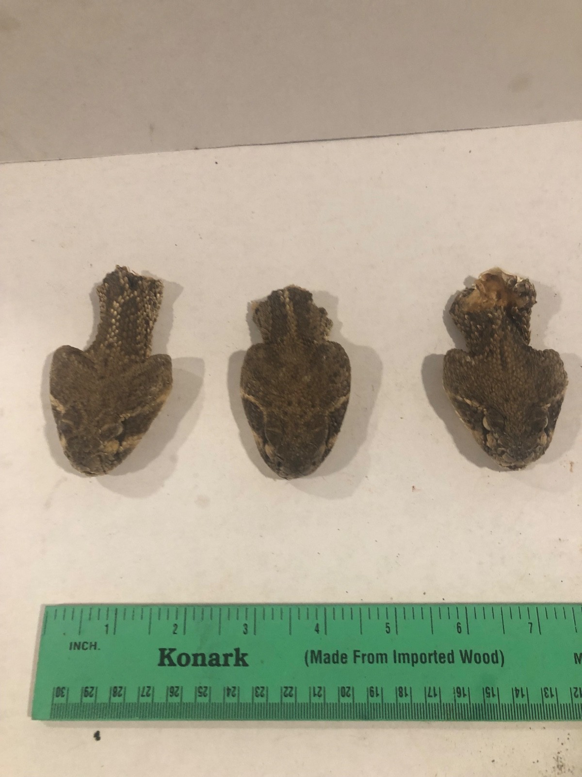 Set of 3 Real Western Diamondback Stuffed Rattlesnake Heads Taxidermy Closed Set of 3 Real Western Diamondback Stuffed Rattlesnake Heads Taxidermy Closed