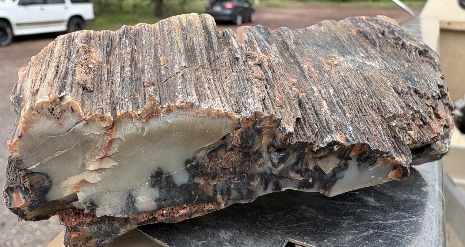 ☘️RR⛏️: Top Quality Arizona Petrified Wood, Agate/Dendrites/Bark 1 Lb 6 Oz 🌈