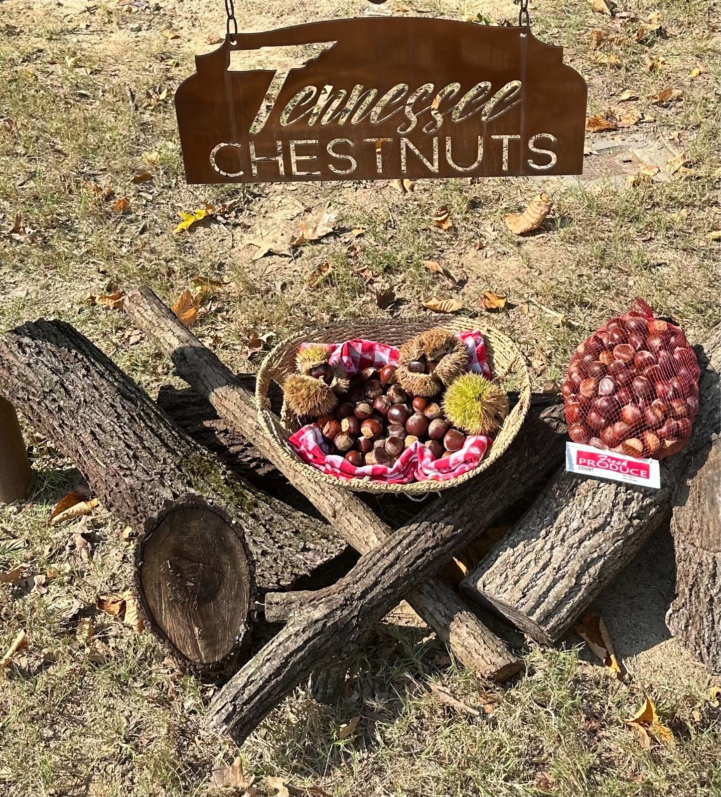 3 pounds Fresh Tennessee Chestnuts/ Chestnut Seed Nuts / Dunstan