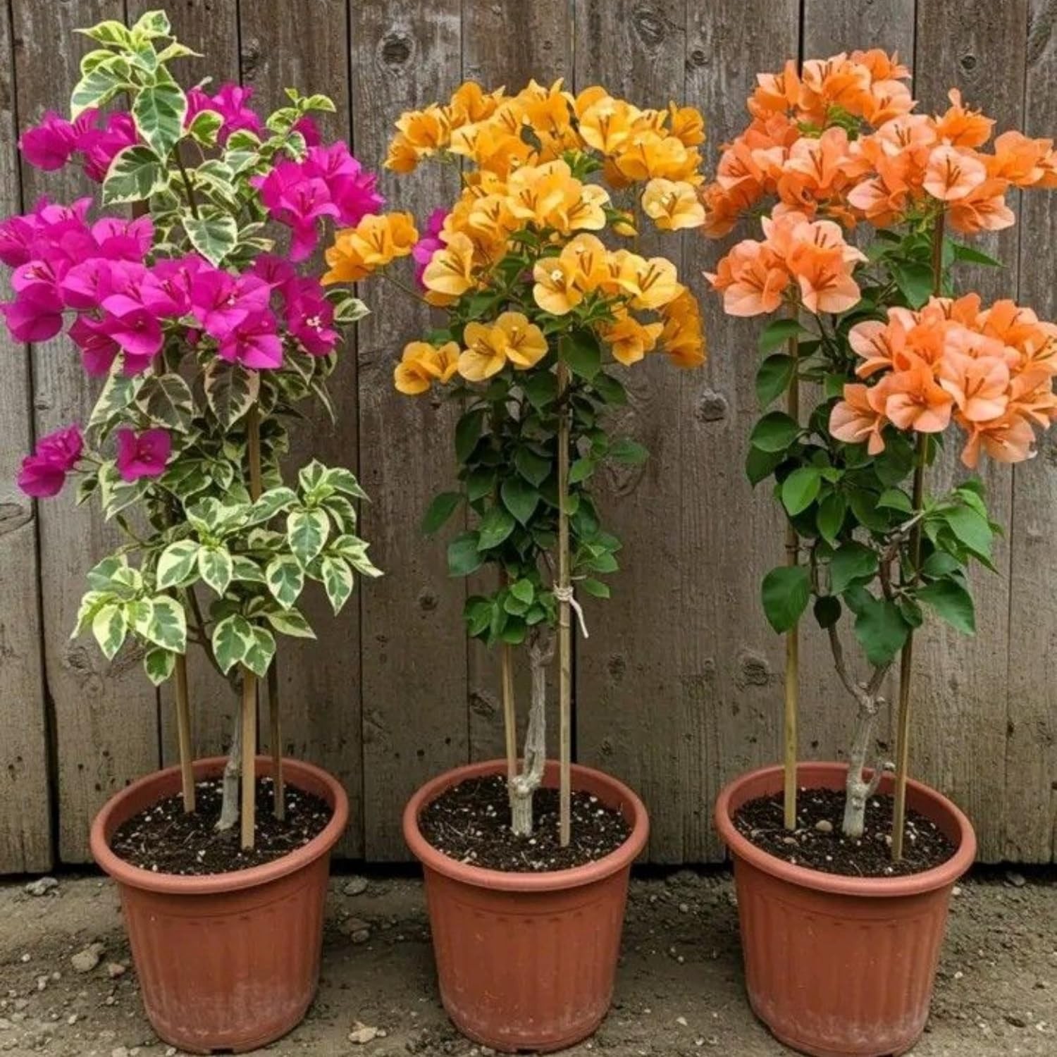3 Mixed Bougainvillea Live Plants, 5-8\