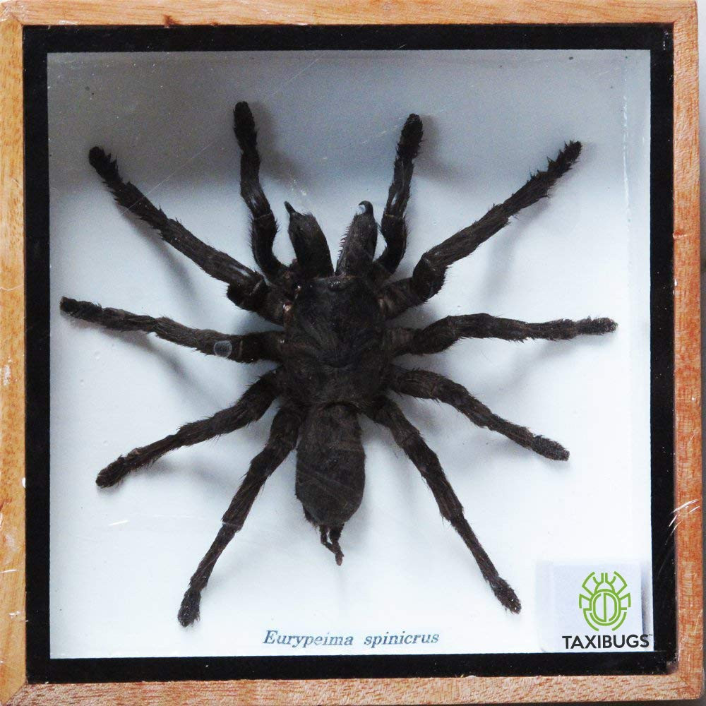 Real Spider Tarantula Taxidermy Mounted Specimen Insect Framed Insect Eurypeima Real Spider Tarantula Taxidermy Mounted Specimen Insect Framed Insect Eurypeima