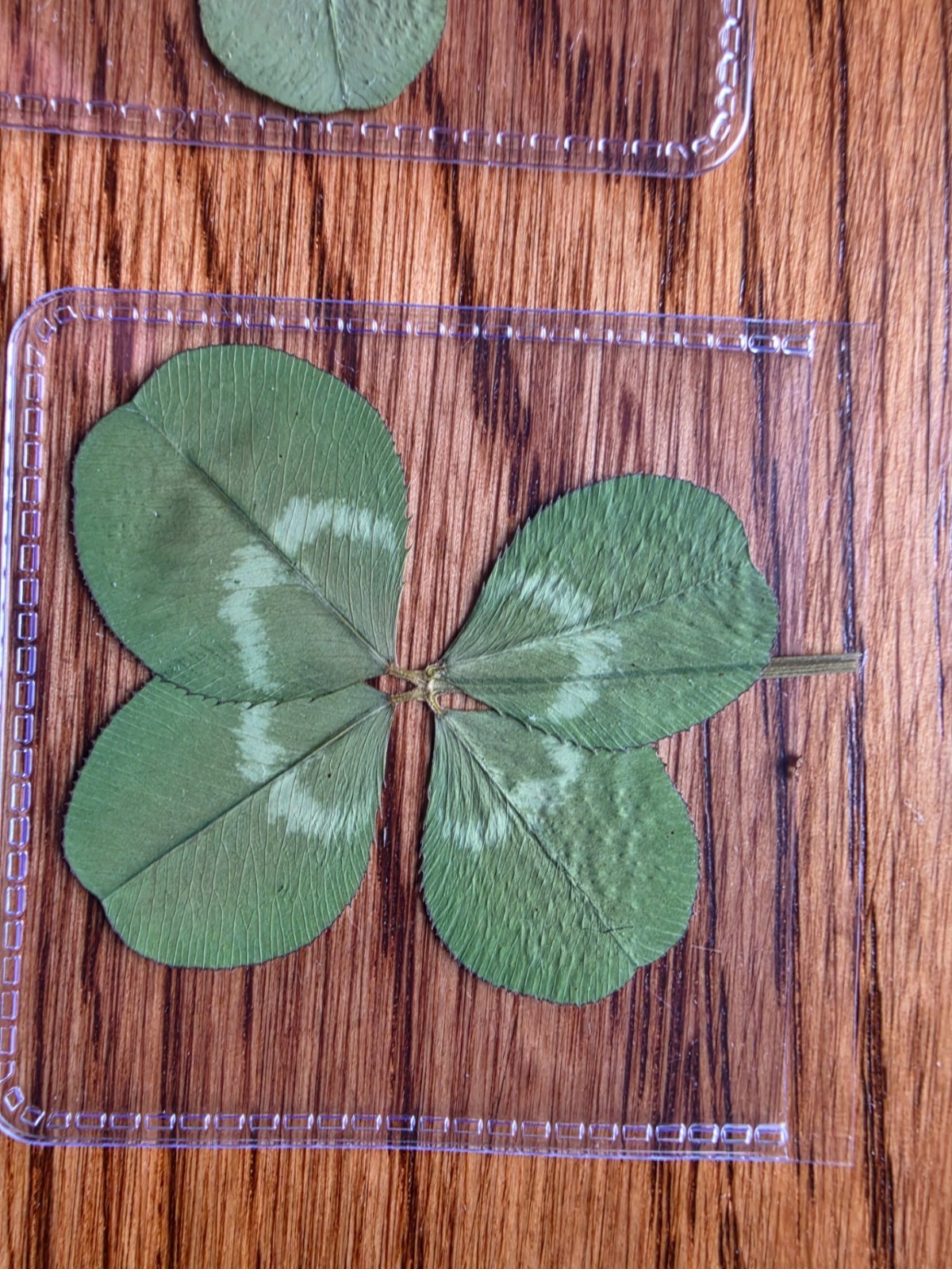🍀RARE REAL 4 Leaf Clover 🍀 Hand picked - GREAT Gift - LUCKY 🤩