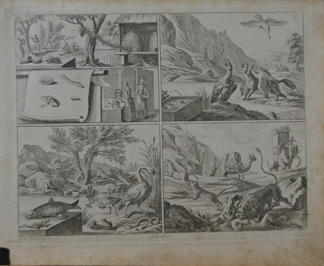 Antique 1774 Engraving Art Bee Keeping Tigers Art Original History German