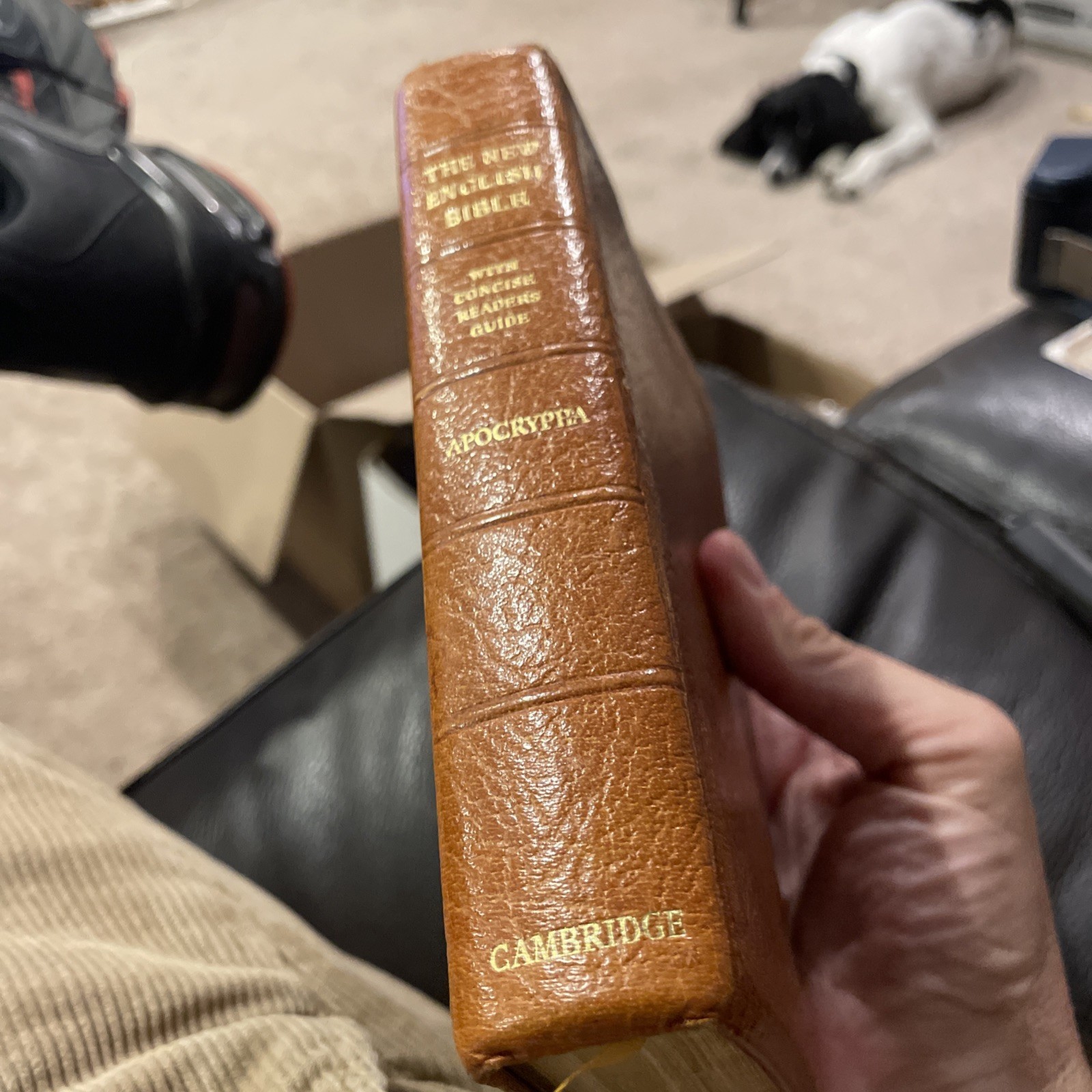 RARE Cameo New English Bible Apocrypha A56X Saddle Brown Water Buffalo Calfskin RARE Cameo New English Bible Apocrypha A56X Saddle Brown Water Buffalo Calfskin