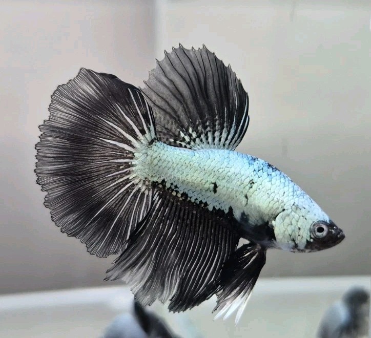 White and Black Samurai Betta